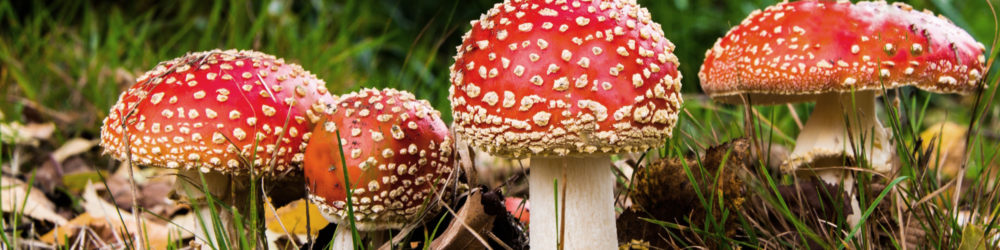 Amanita muscaria ICEERS PsychePlants