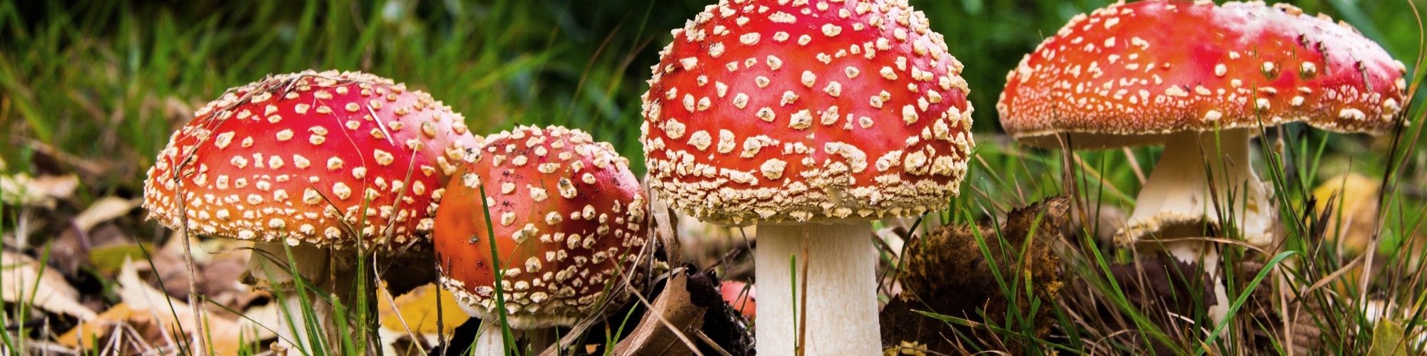 Amanita muscaria