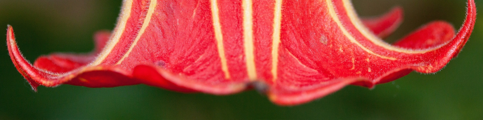 Datura Stramonium Basic Info Psycheplants Iceers Datura Stramonium Basic Info Psycheplants Iceers