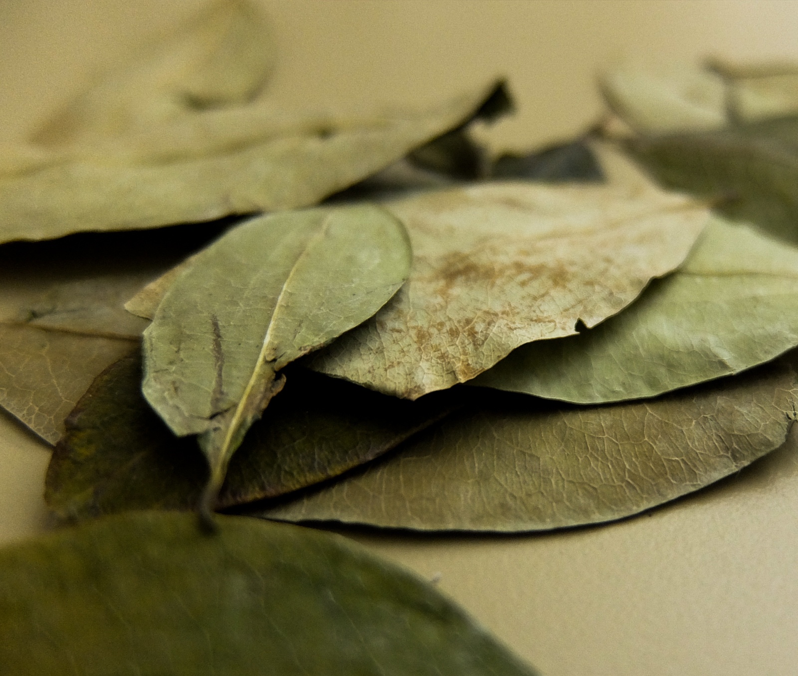 the Coca Leaf Travels from the Andean Amazon to the European Courts