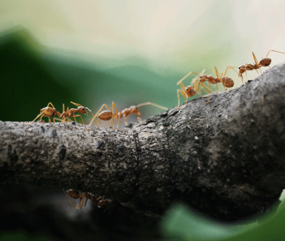 Global Iboga Community ibogaine ICEERS