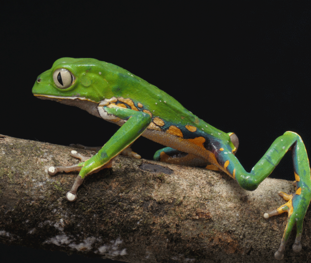 kambô ICEERS Phyllomedusa bicolor