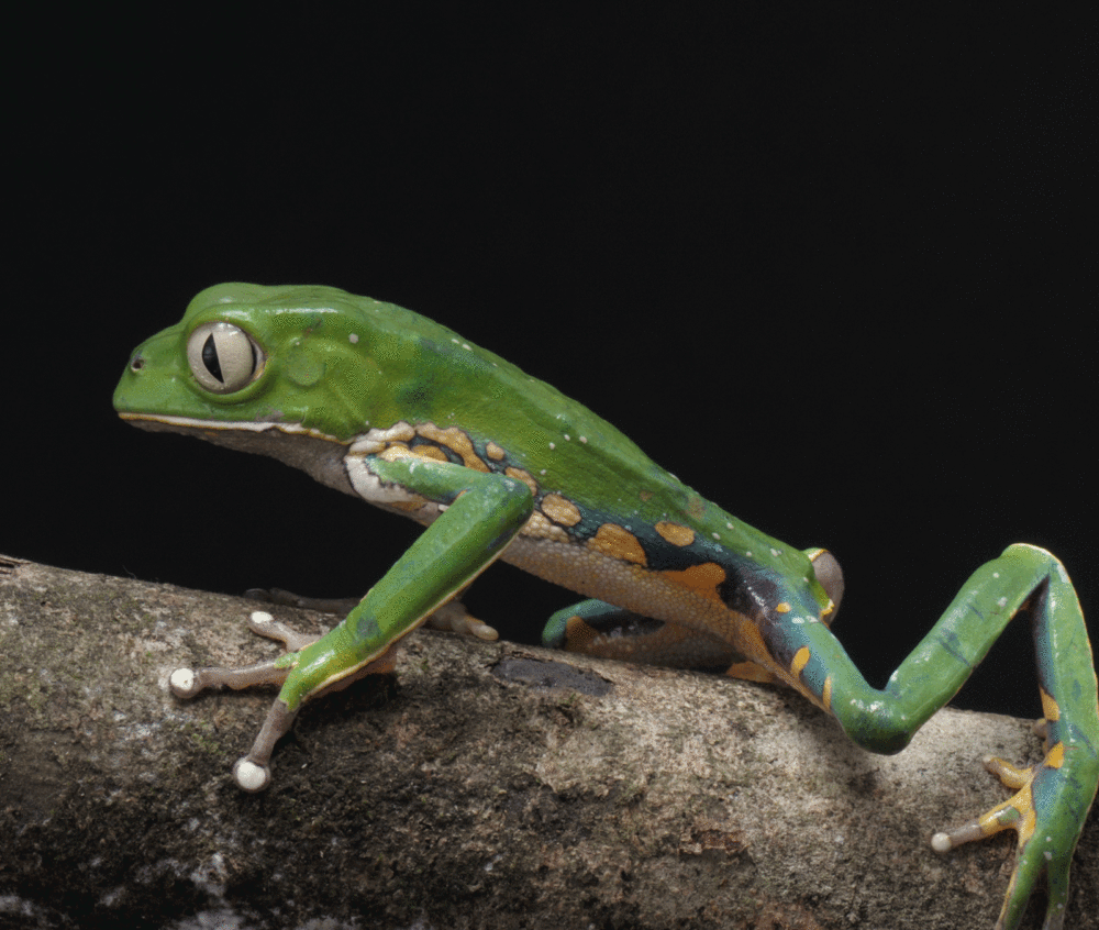 kambô Phyllomedusa bicolor kambo traditional ICEERS