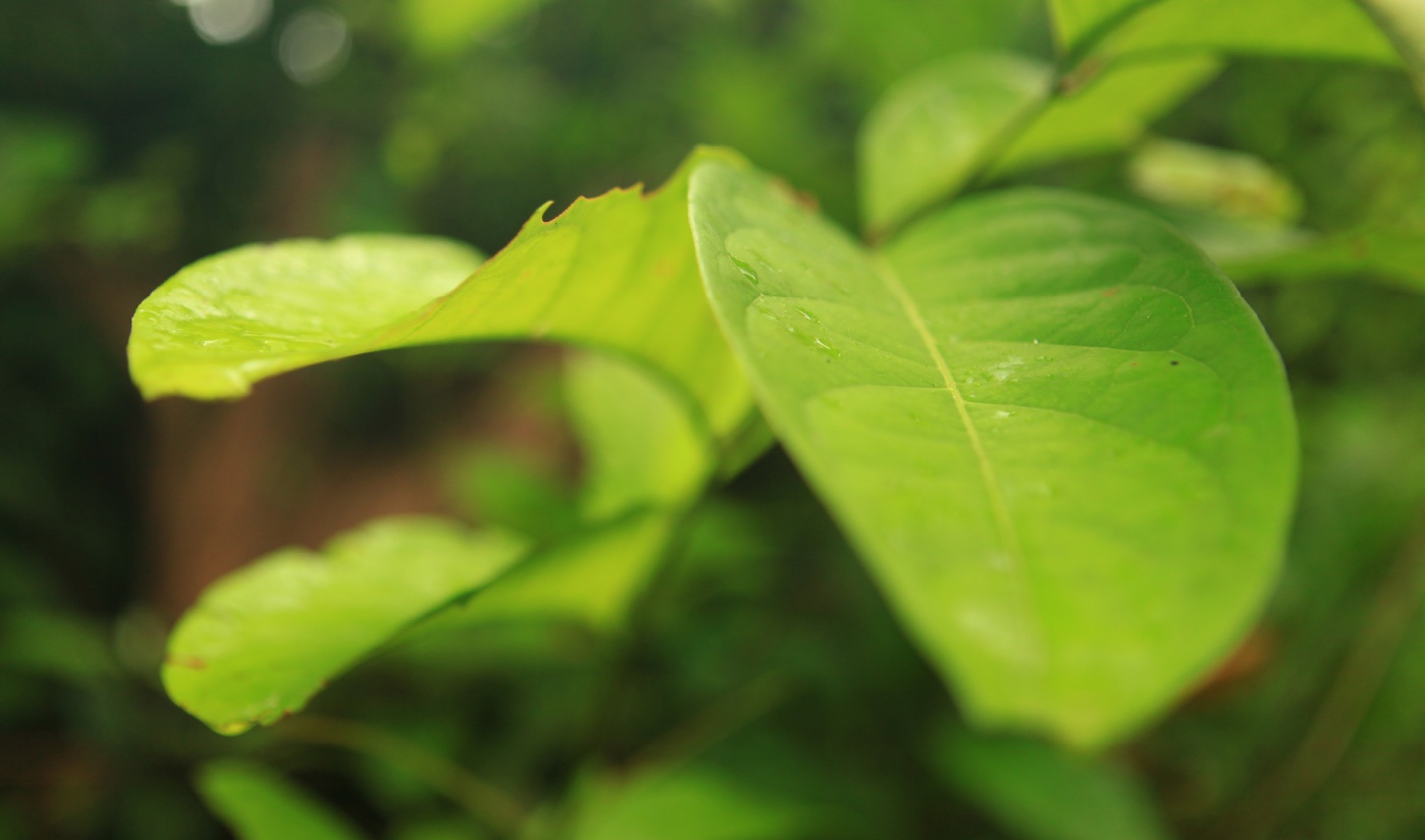 donation donación ICEERS hoja leaf