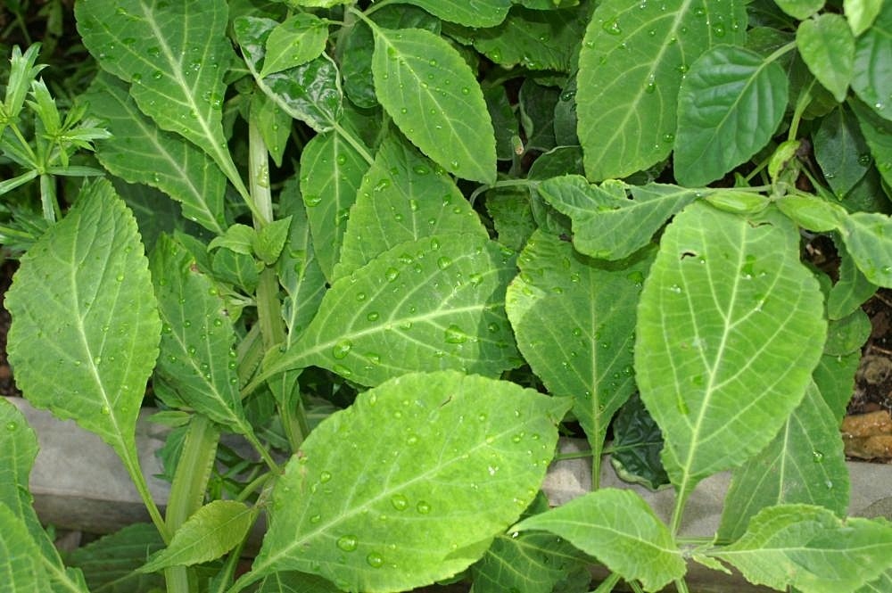 salvia divinorum psycheplants ICEERS