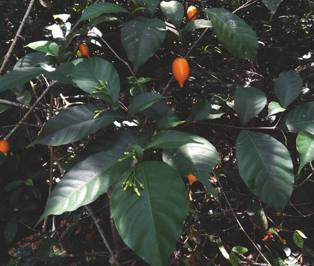 iboga fruit ICEERS tree iboga and ibogaine