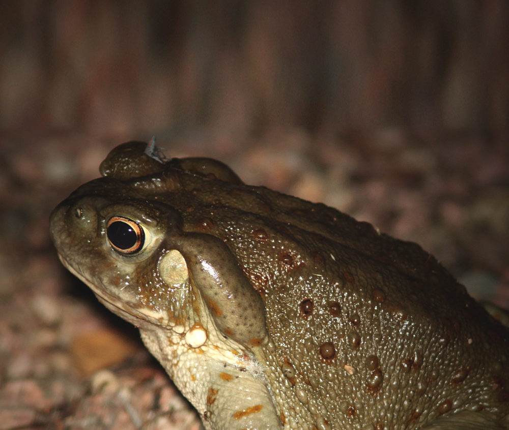 Bufo alvarius ICEERS PsychePlants bufotenin 5-MeO-DMT toad Sonora desert