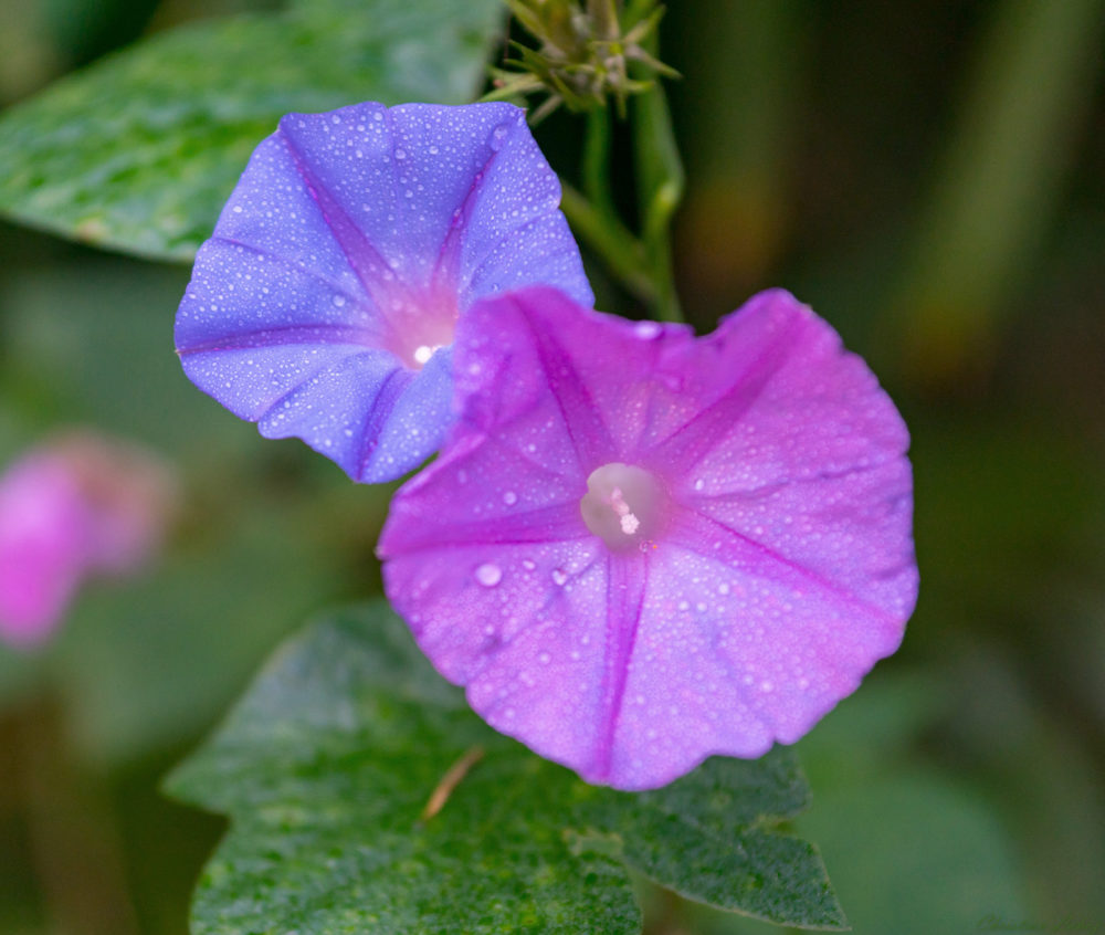 Ipomoea violacea ICEERS PsychePlants LSA beach sea moonflower