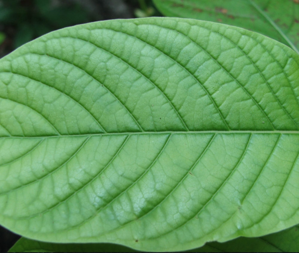 kratom leave ICEERS PsychePlants Mitragyna speciosa mitragynine