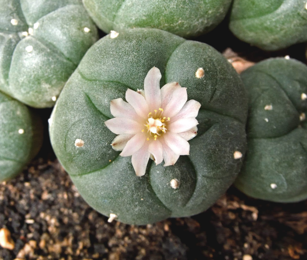 peyote mescalina mescaline cactus ICEERS PsychePlants