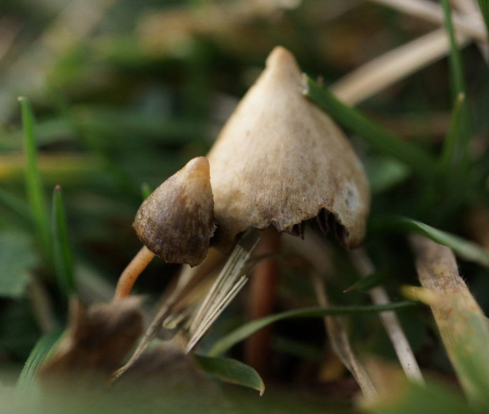 edible magic mushrooms