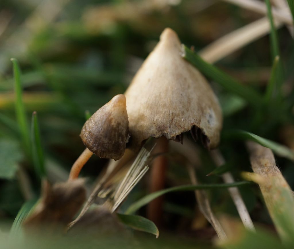 psilocybin mushrooms Psilocybe semilanceata liberty caps shrooms ICEERS PsychePlants