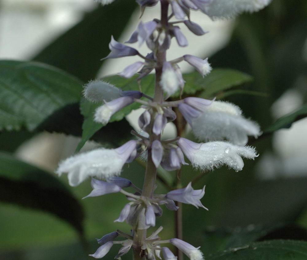 Salvia divinorum