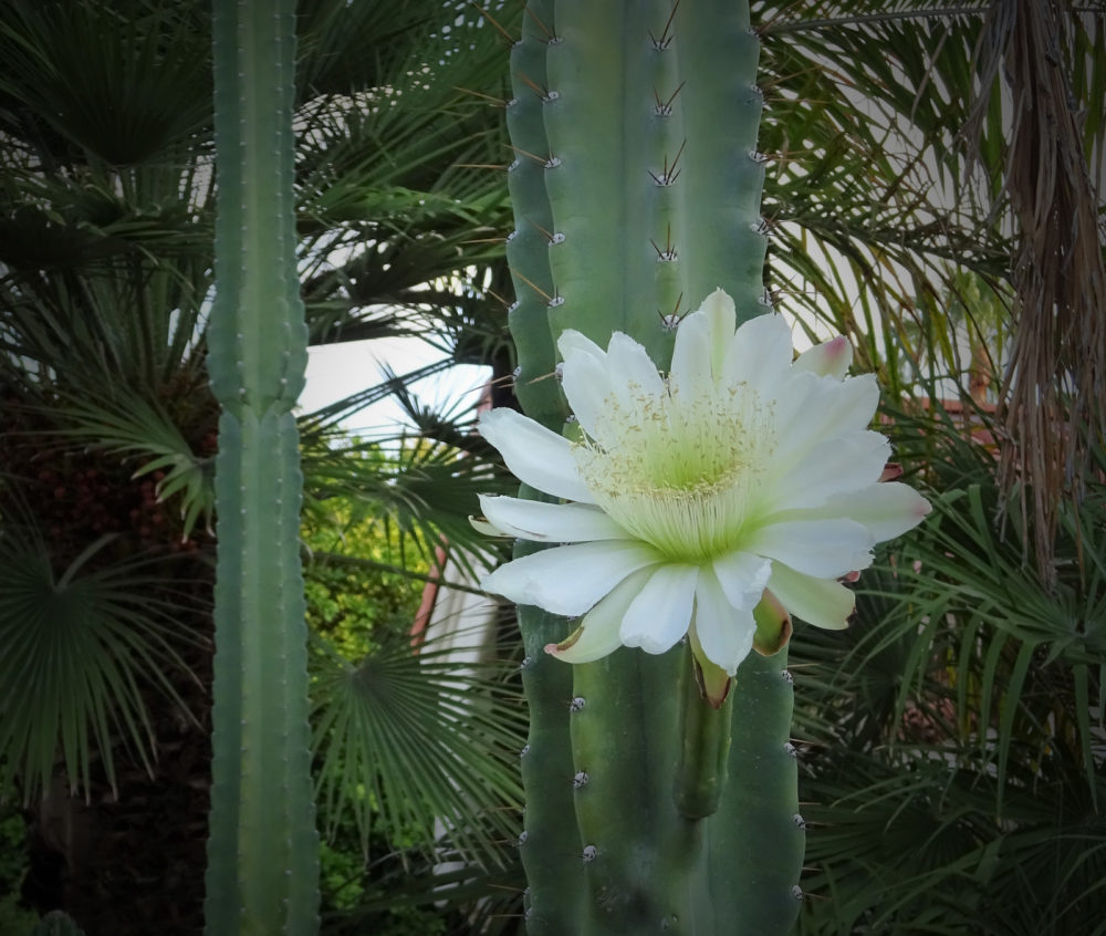 San Pedro cactus mescaline Echinopsis pachanoi Trichocereus peruvian ICEERS PsychePlants flower