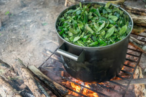 ayahuasca research cooking jungle Amazon ICEERS