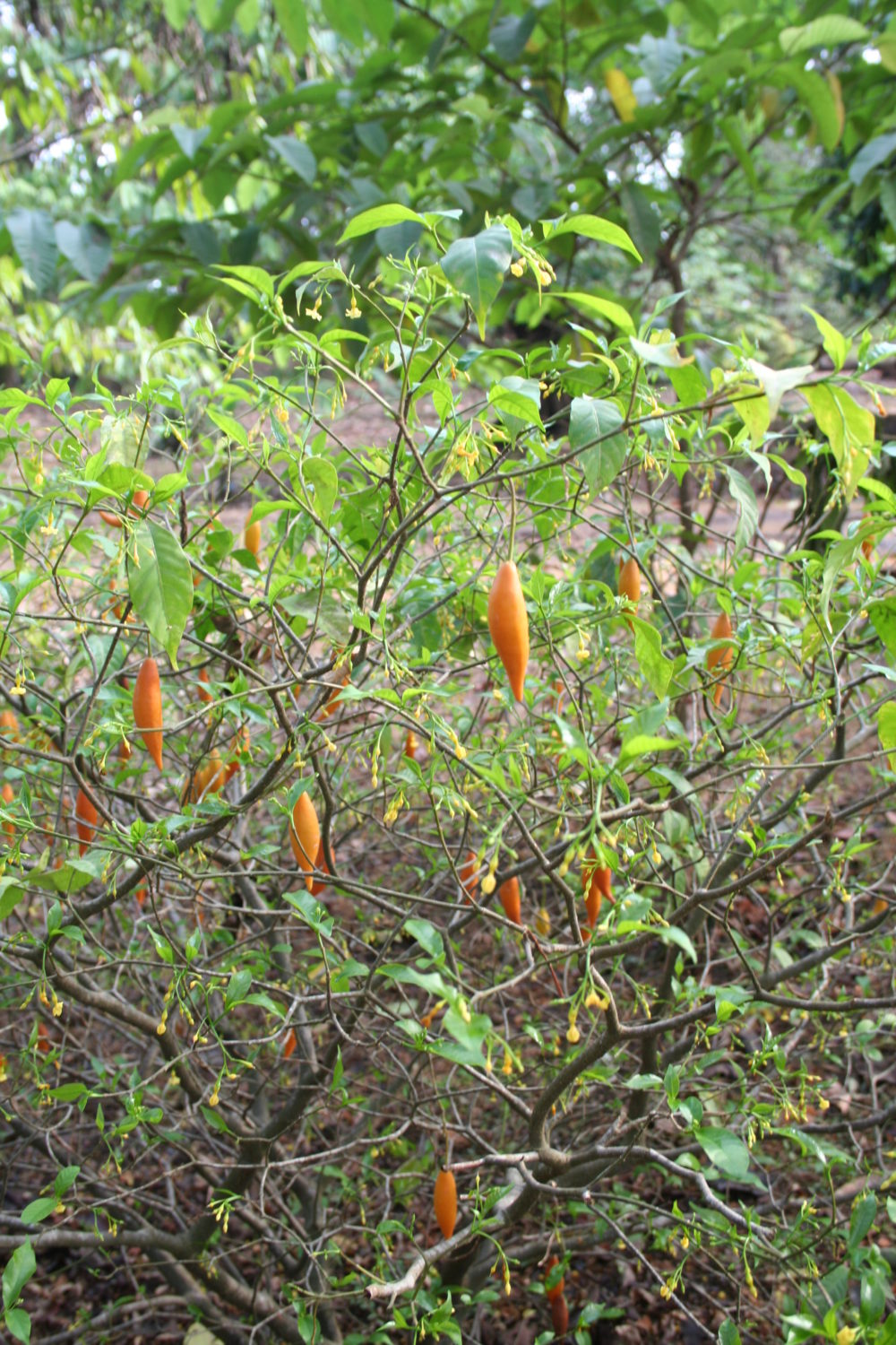 Iboga/ine Community Communauté de l'Iboga iboga tree fruit leaves ICEERS