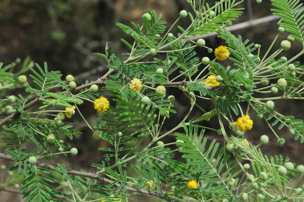 plantas psicoactivas Acacia aroma ICEERS