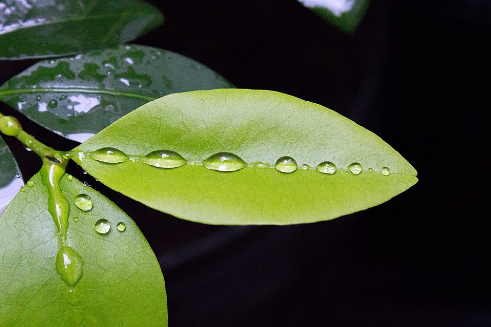 coca teacher plants freedom of research leaf ICEERS