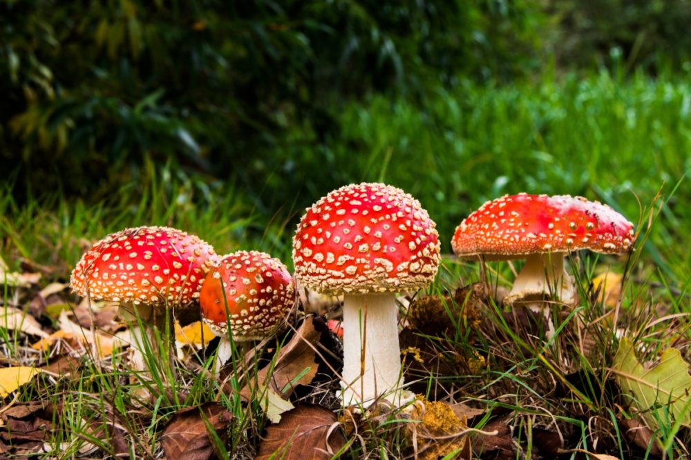 natural psychoactive drugs (NPDs) Amanita muscaria fly agaric mushroom ICEERS PsychePlants