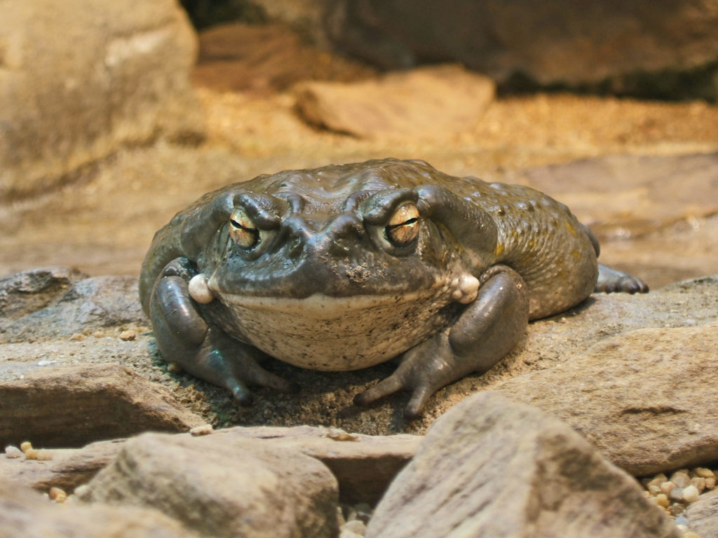 Bufo alvarius toad bufotenin bufantoína 5-MeO-DMT ICEERS