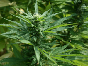 Cannabis Social Clubs in Europe marihuana marijuana flower bud plant ICEERS Cannabmed