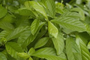 sourcing ayahuasca pandemic COVID-19 iowaska ICEERS Psychotria viridis leaf