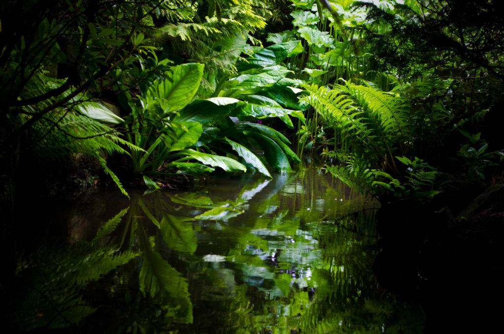 ayahuasca seguridad pandemia COVID-19 AmazonasICEERS