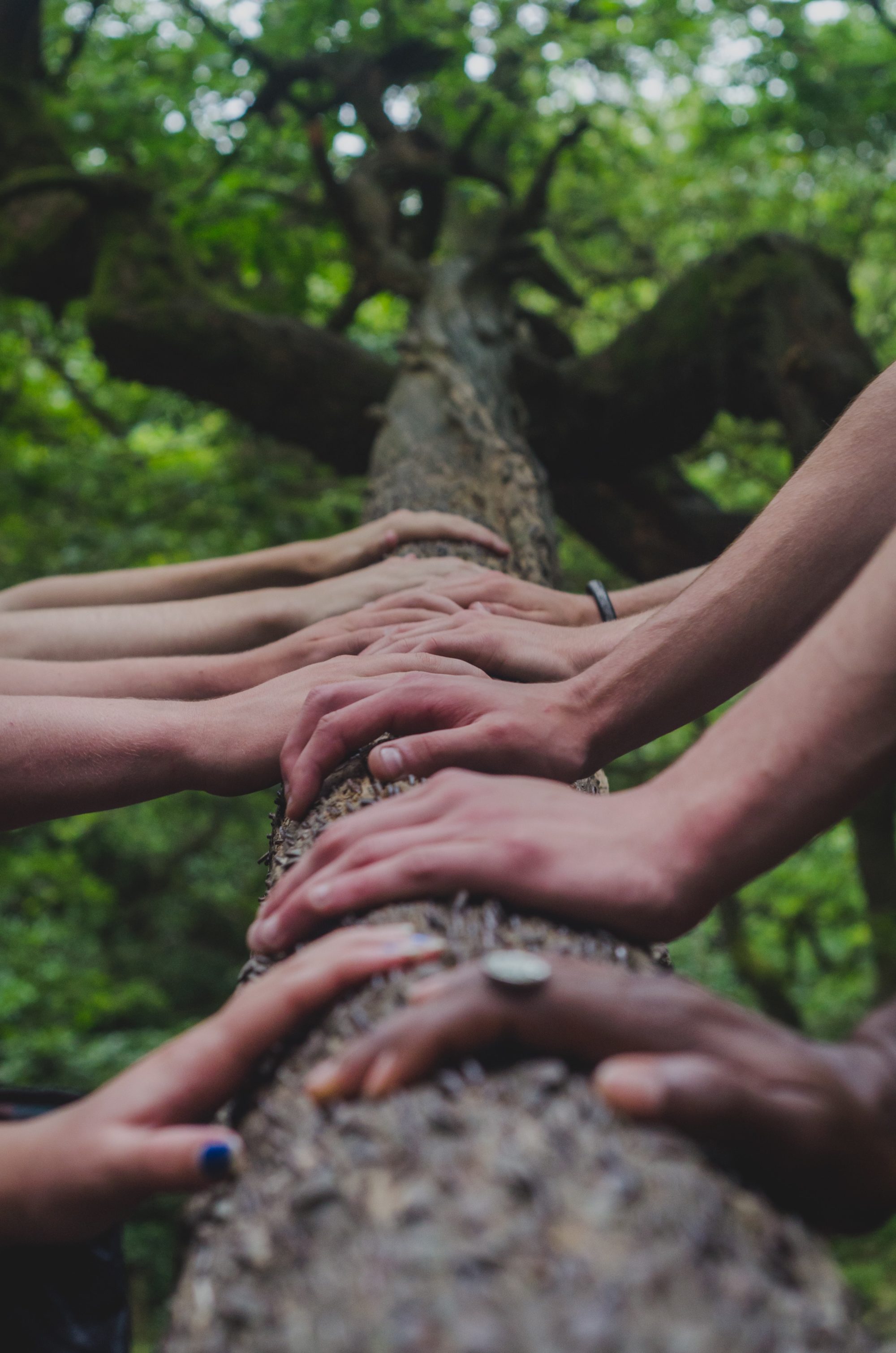 hands tree together join ICEERS