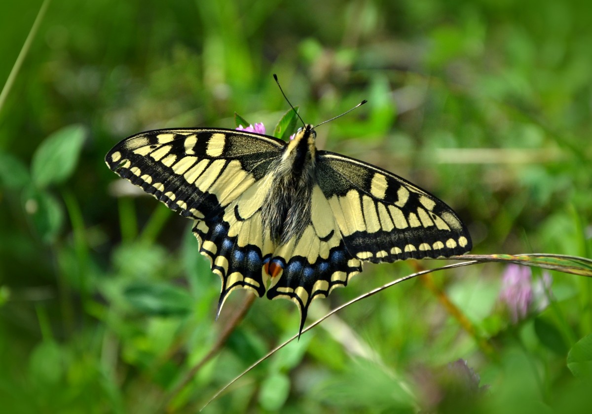 butterfly ibogaine treatment methadone drug dependence ICEERS study