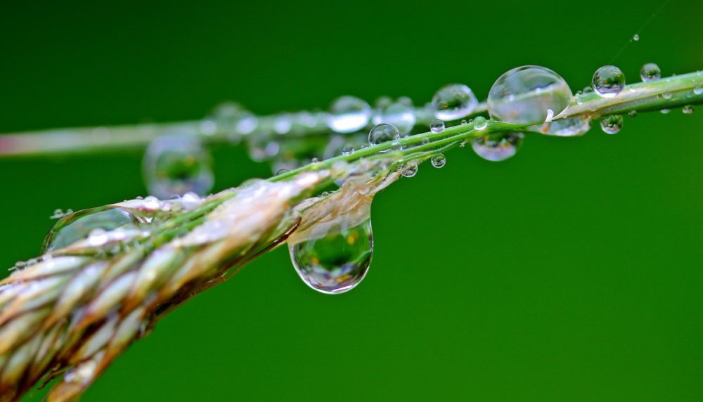 rain drop plant ayahuasca public health ICEERS study salud pública