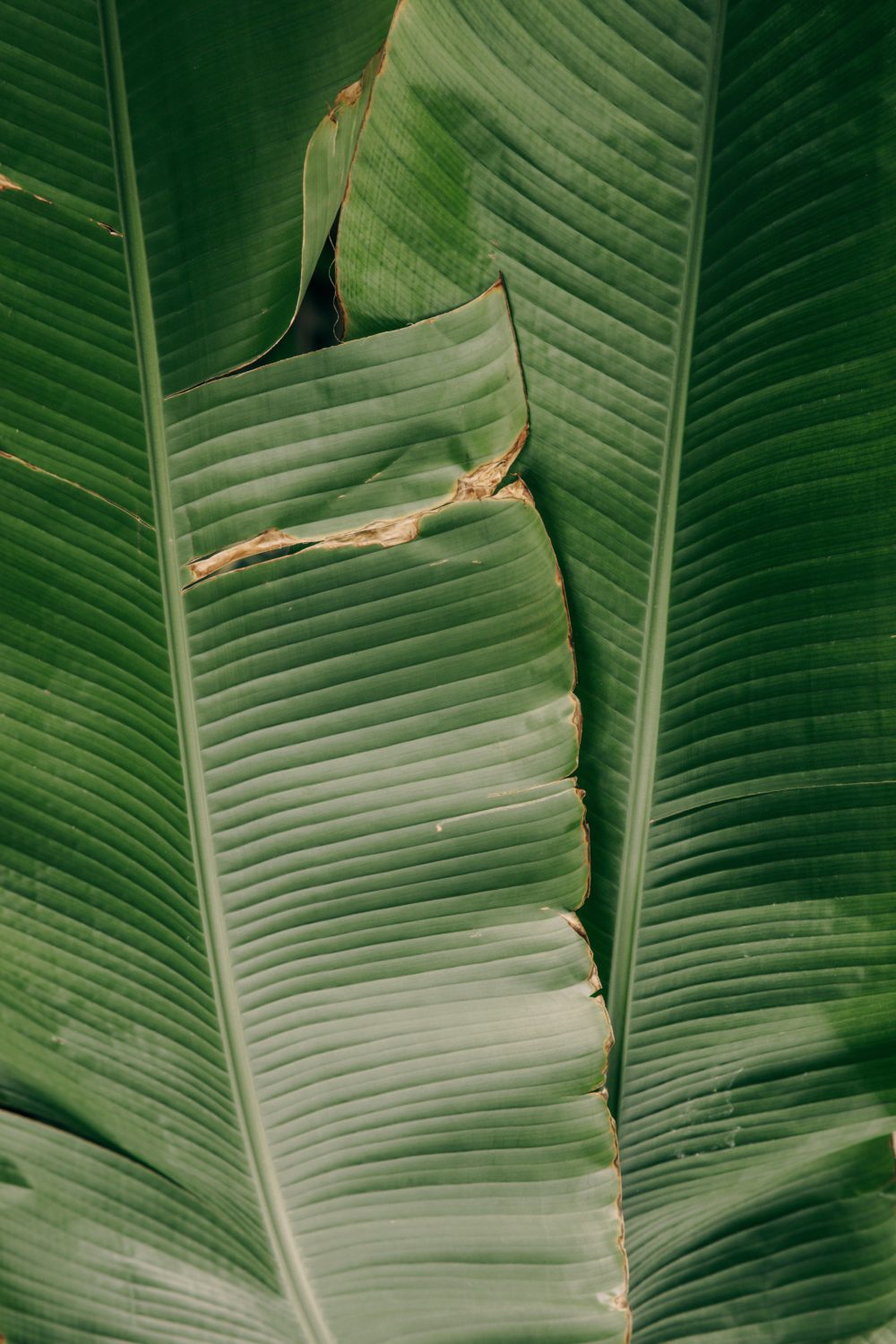 Photo by Maksim Goncharenok from Pexels conocimiento de las plantas