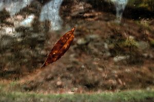 rain water leaf psychedelic depression ICEERS study