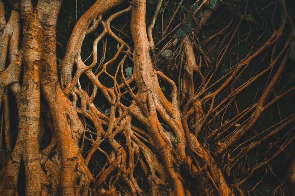 root tree nature effects of ayahuasca ICEERS study efectos ayahuasca