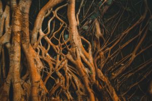 root tree nature effects of ayahuasca ICEERS study