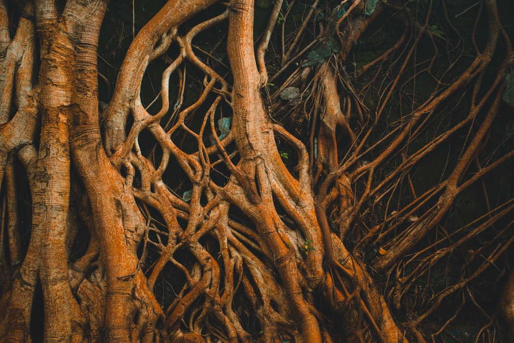 root tree nature effects of ayahuasca ICEERS study