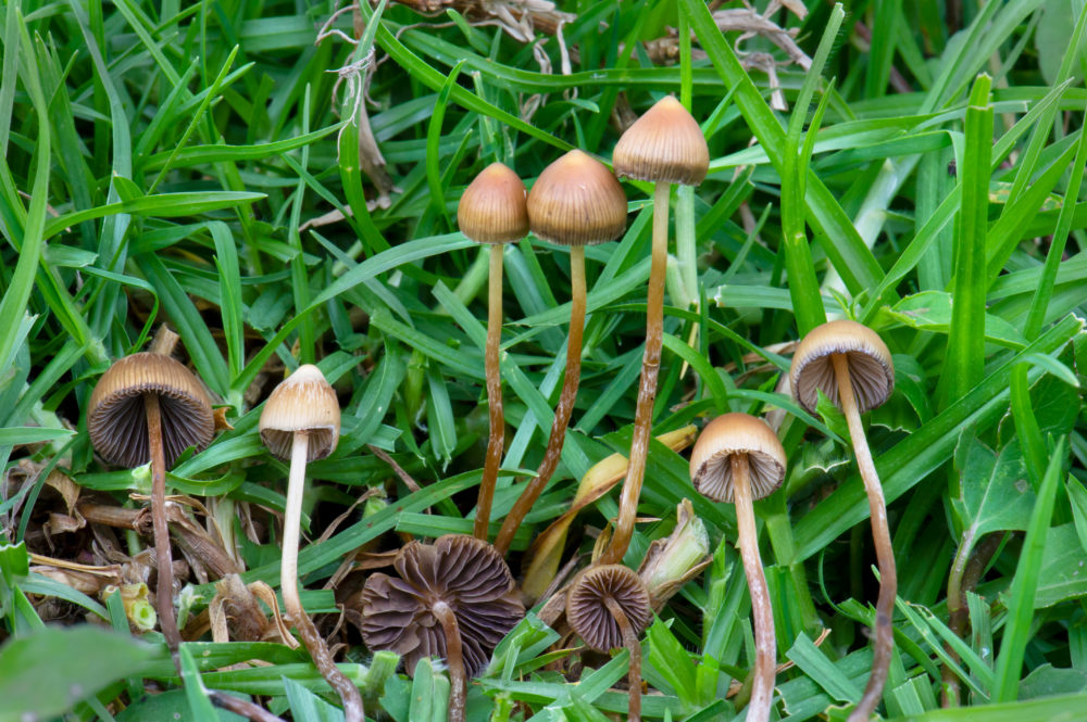 María Sabina hongos psilocybe