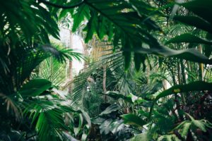 ayahuasca public health study jungle ICEERS