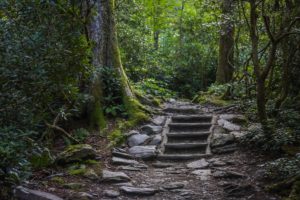 guía iniciación curación ayahuasca