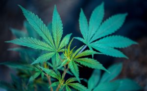 riesgos cannabis medicinal medical marihuana risks ICEERS study