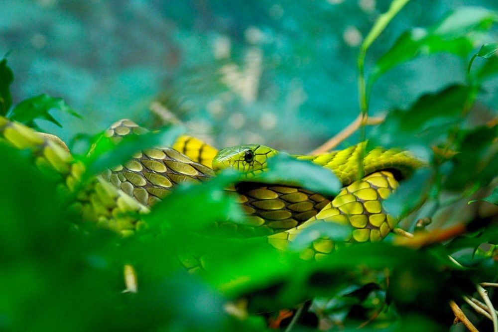 serpiente venenosa ayahuasca neurotóxica ICEERS