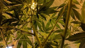 harm reduction cannabis social clubs risks reducción de riesgos ICEERS study