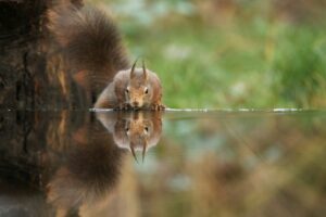 squirrel DMT mammals dimetiltriptamina mamíferos