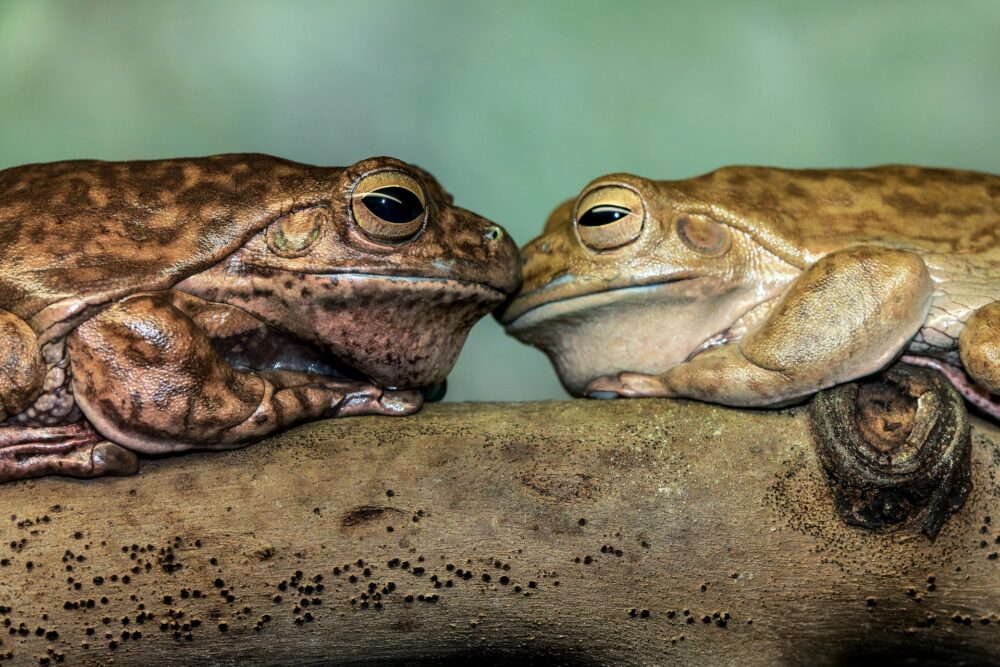 amphibians bufo incilius alvarius kambo