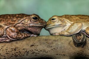 amphibians bufo incilius alvarius kambo