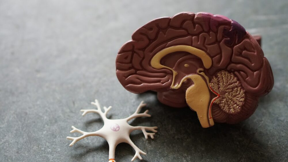 cuerpo calloso ayahuasca corpus callosum brain ICEERS study