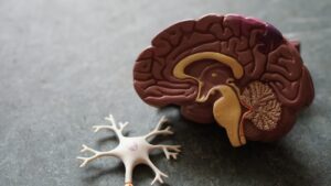 cuerpo calloso ayahuasca corpus callosum brain ICEERS study