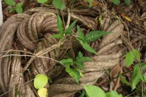 ayahuasca adverse effects efectos adversos ICEERS study estudio