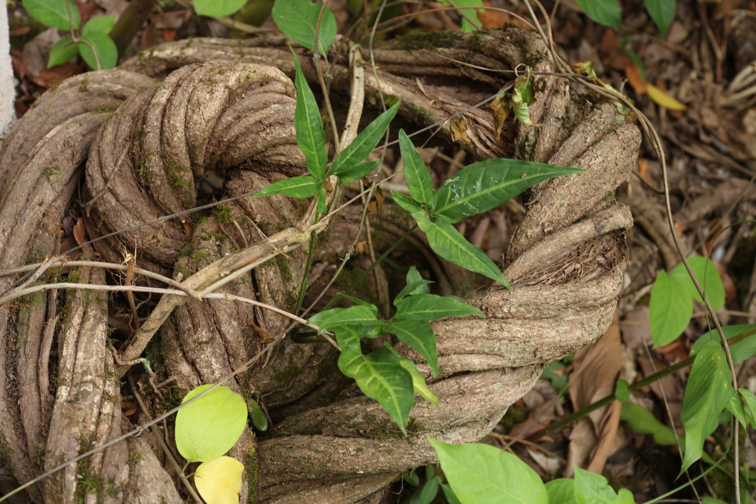 Global Ayahuasca Survey Results Published on Adverse Effects | ICEERS