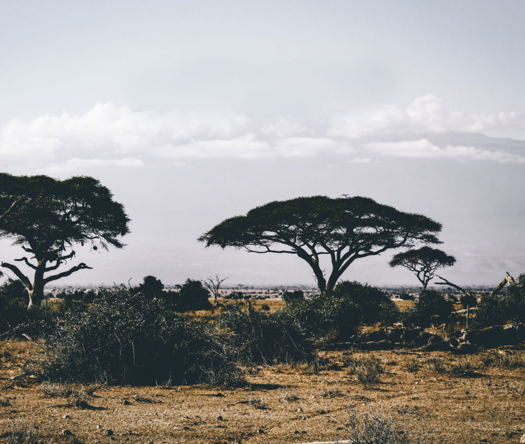 viajar a Gabón a tomar iboga ICEERS