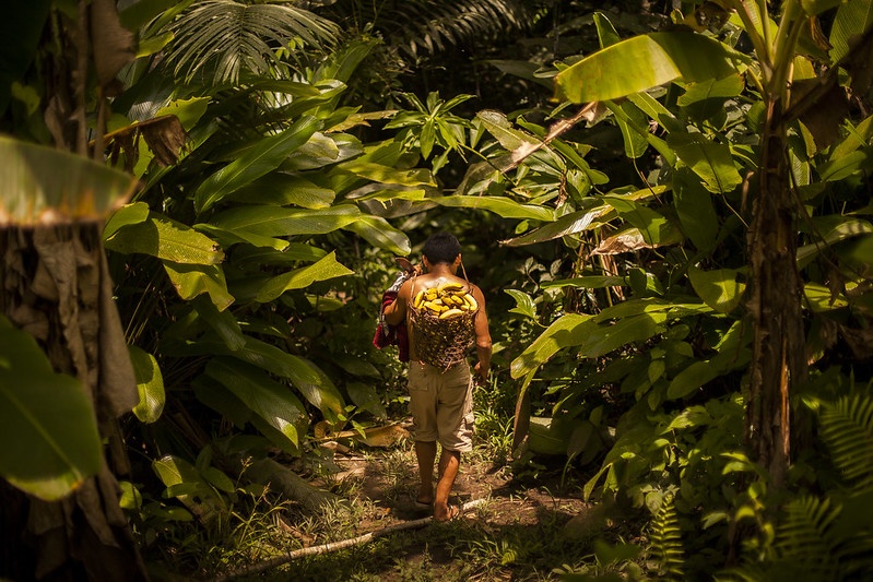 ayahuasca ritual uso brasil